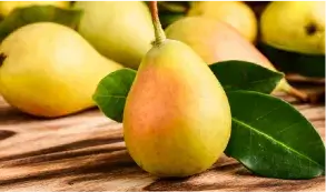 Pear irrigation