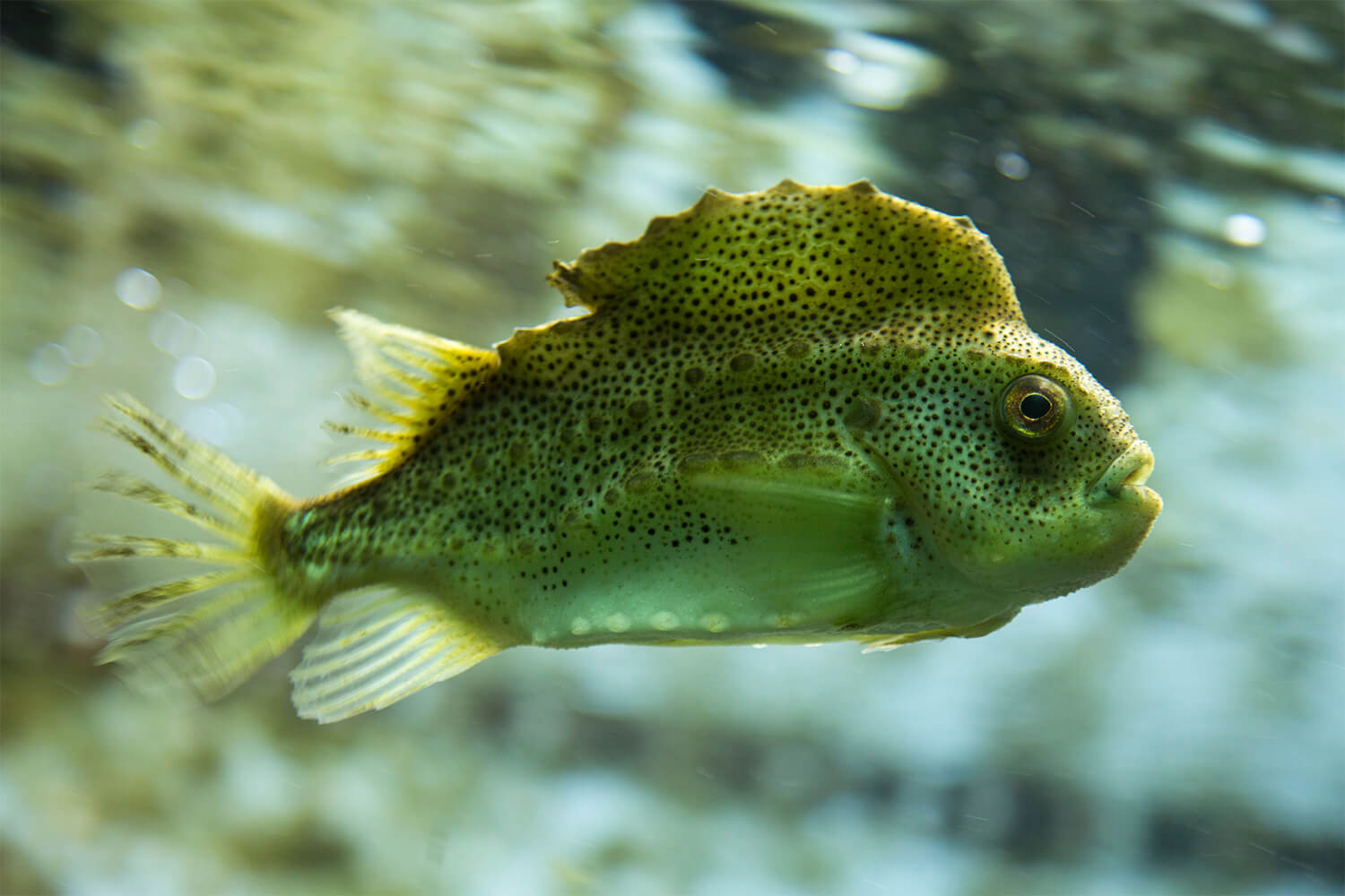 Aquaculture