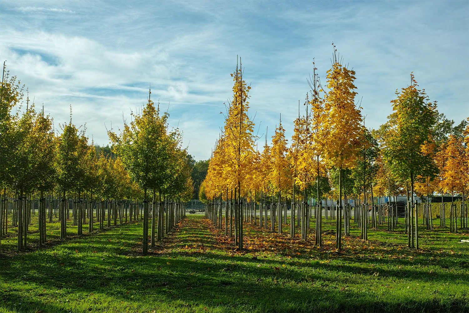 Automated irrigation