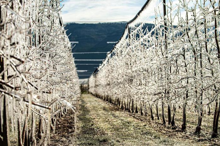 Night frost irrigation