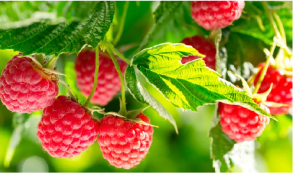 Raspberries