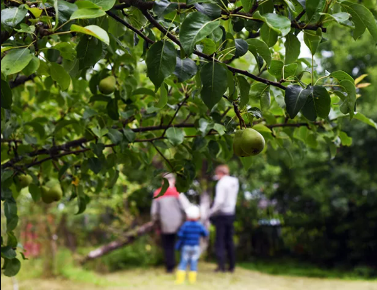 Cultivate pears automatically