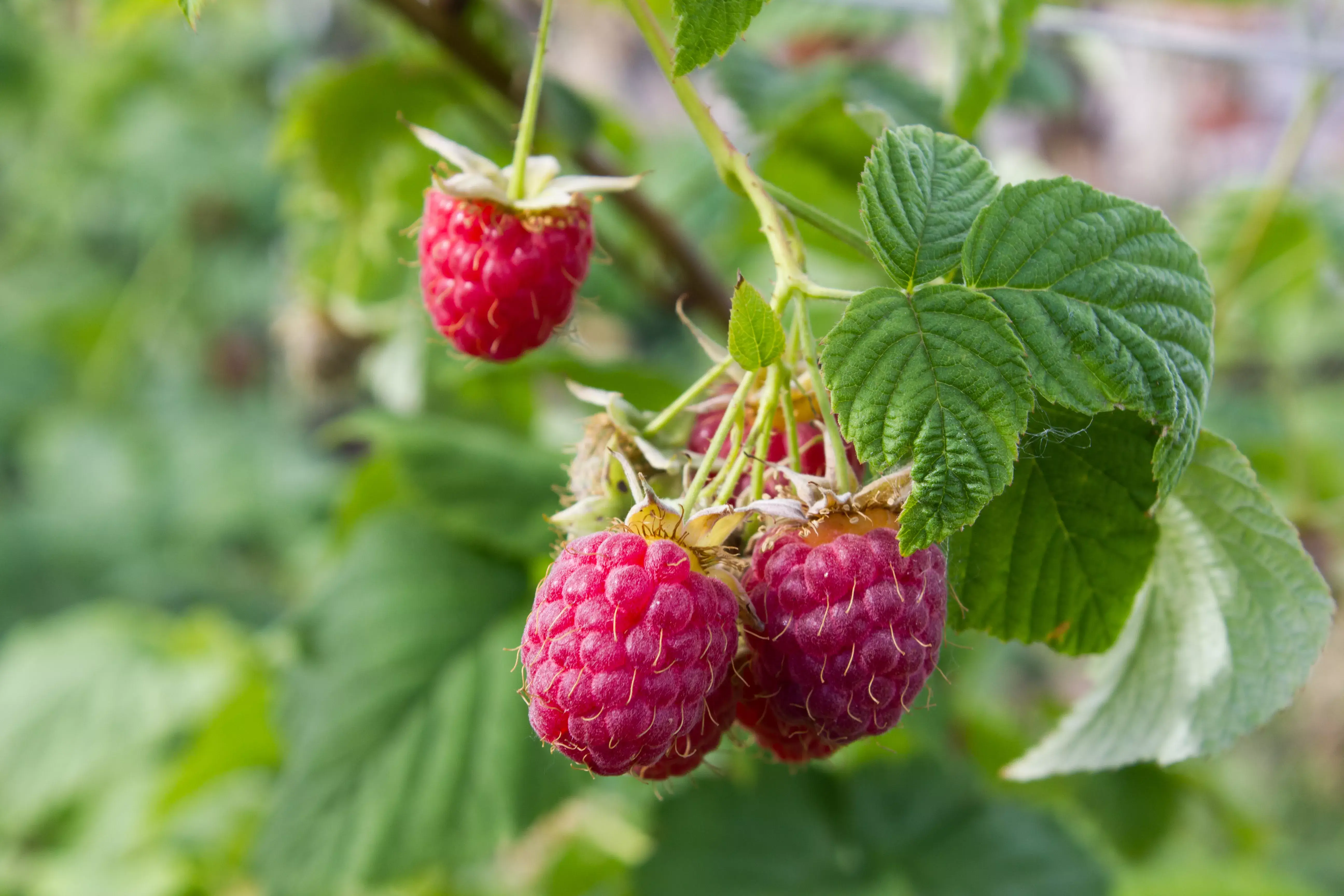 Raspberries