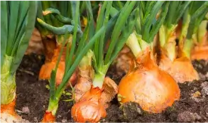 Onions