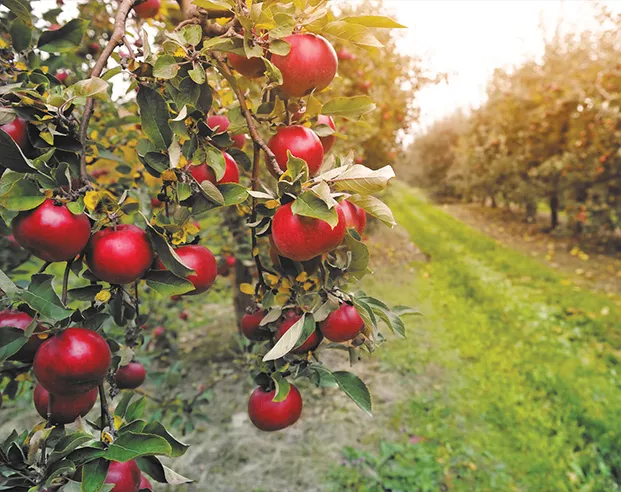 Filtration of irrigation systems