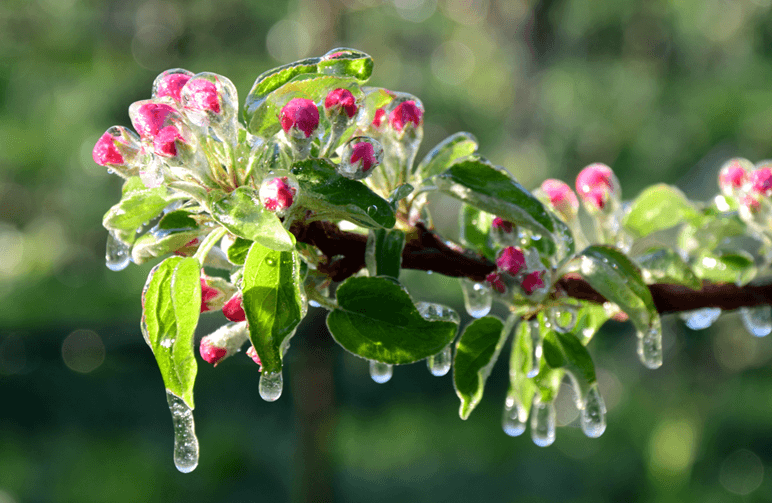 Frost protection