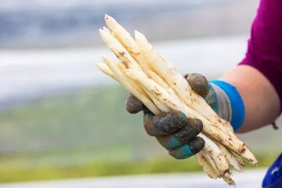 Asparagus irrigation