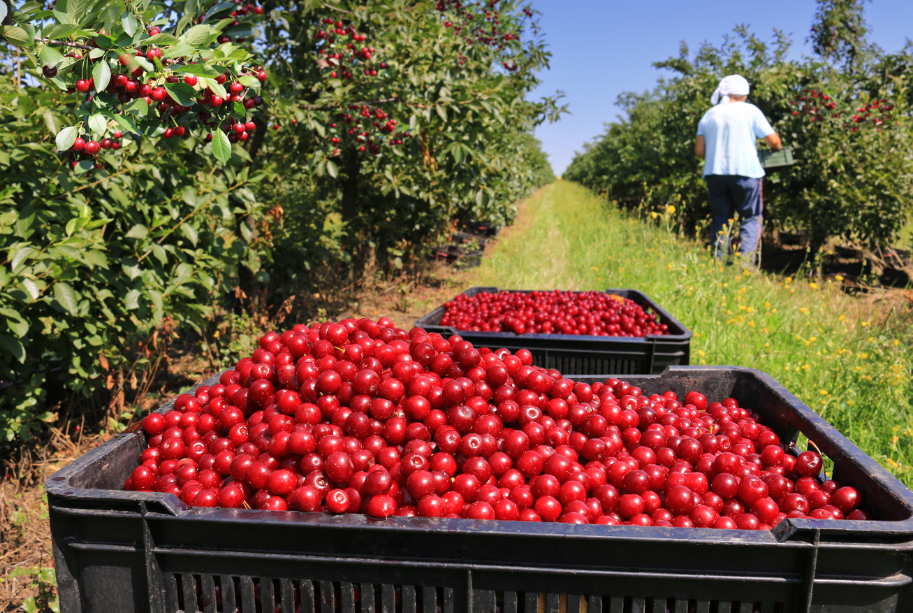 Automated irrigation