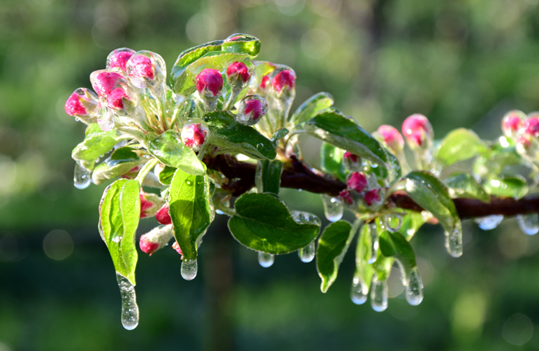 Protection contre le Gel